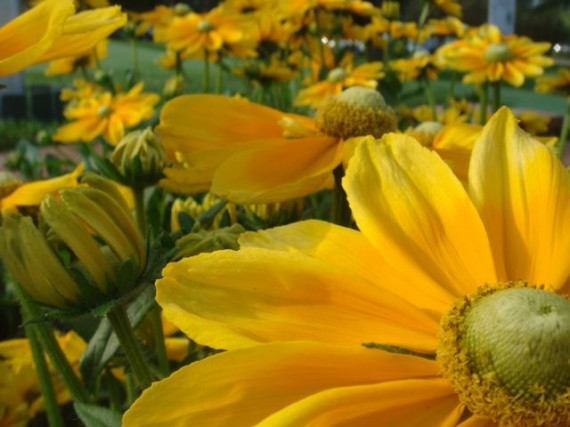 Black eyed susan