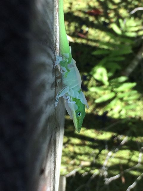 Florida lizard shedding it's skin
