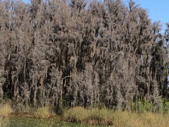 Florida Cypress trees in winter
