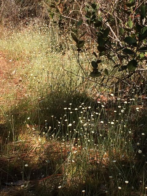 Florida wildflowers in early Spring