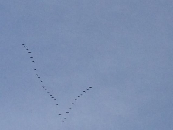 Geese in V formation