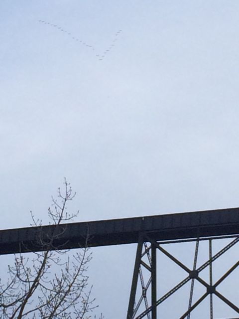 Lethbridge Bridge
