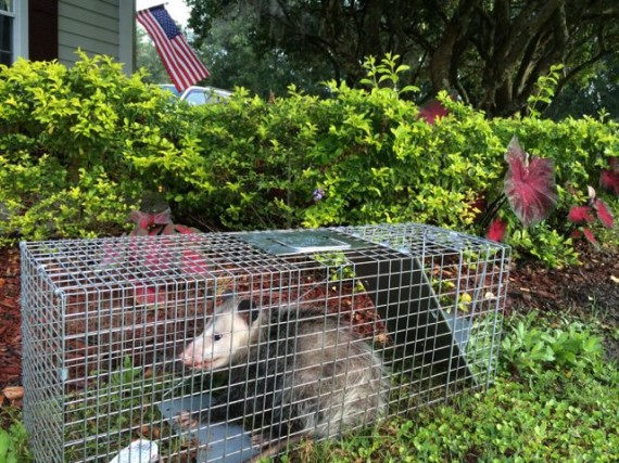 Opossum in Florida homeowner live trap
