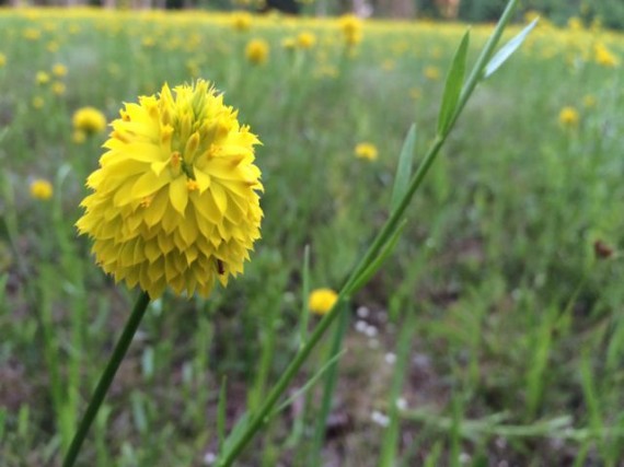 Florida wildflower yellow