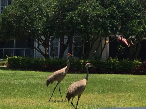 Two Florida Sand Hill Cranes in front yard