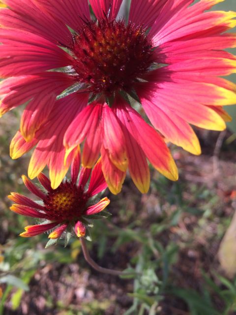 florida blanket flower