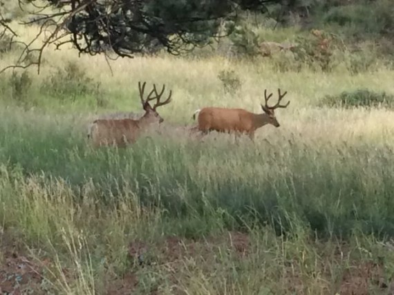 Two large 12-point Bucks in Rocky Mountain National Park