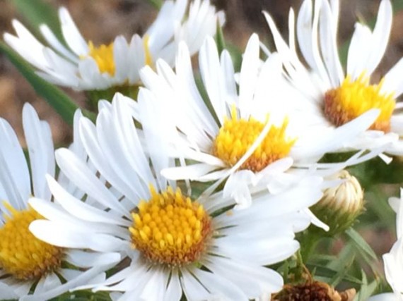 Daises at Rocky Mountain National Park