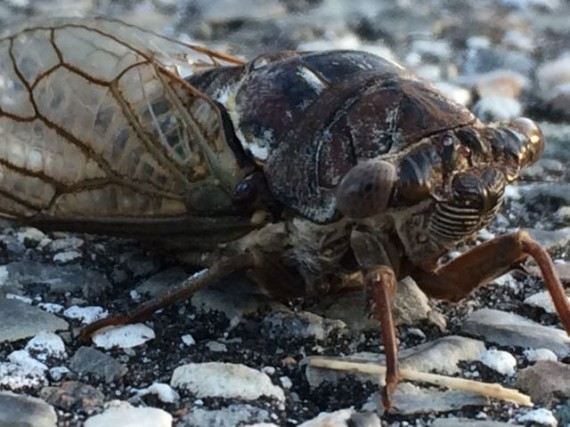 Florida Cicada on road
