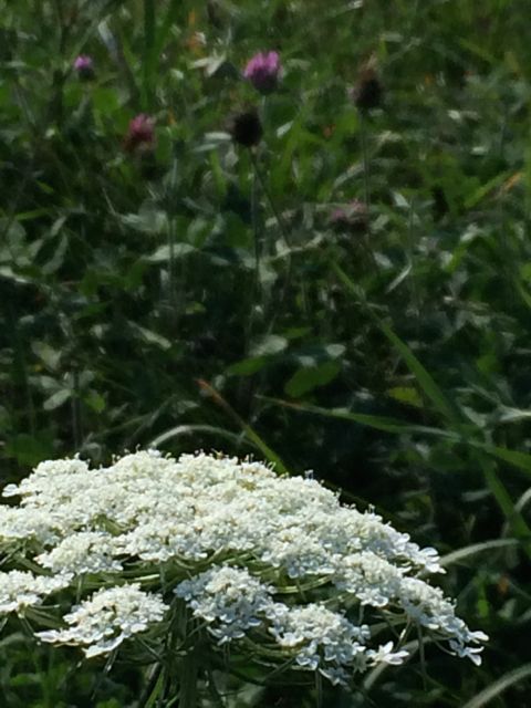 Wildflowers