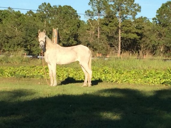 Horse in neighborhood back yard