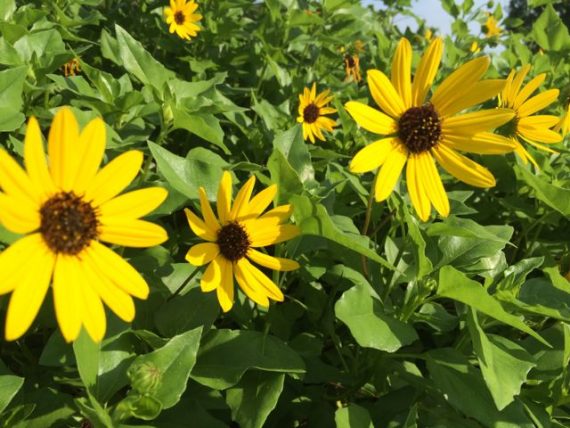 Beach sunflower