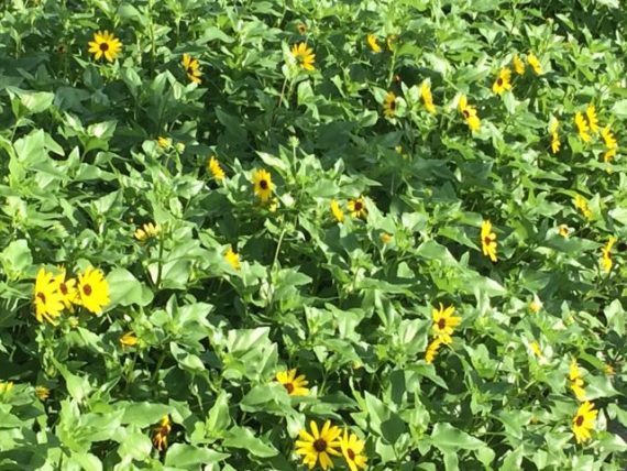 Beach sunflower