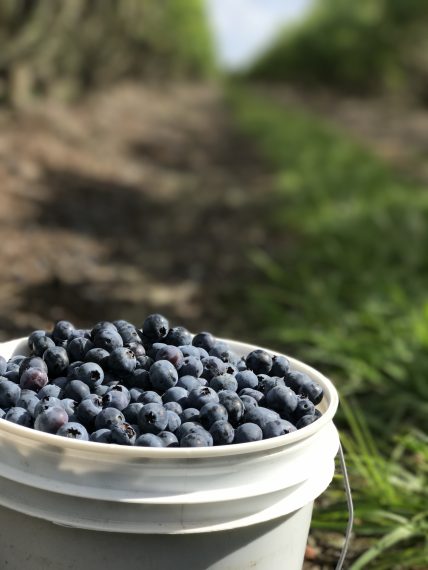 Blueberries in a bucket