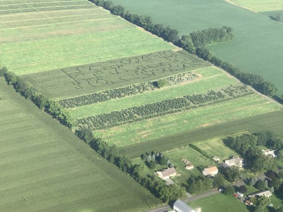 corn maze