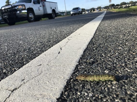 caterpillar crossing a road