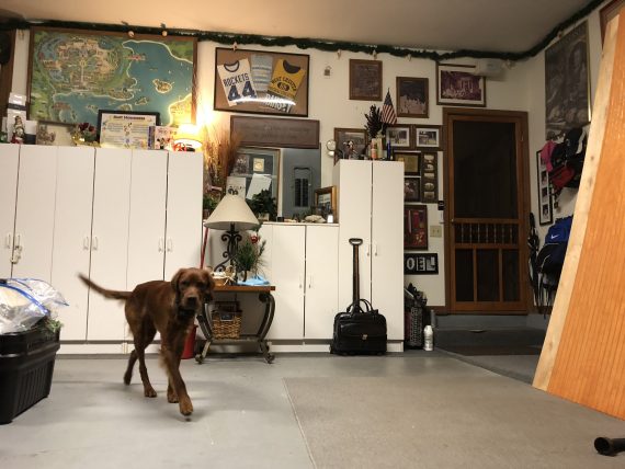 Irish Setter in garage