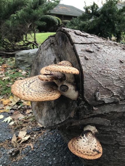 mushrooms from a tree