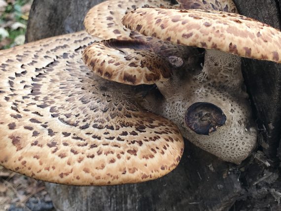 mushrooms from a tree