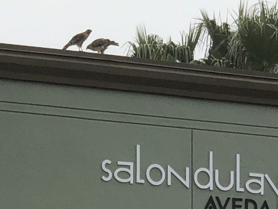 Two Red Tail Hawks