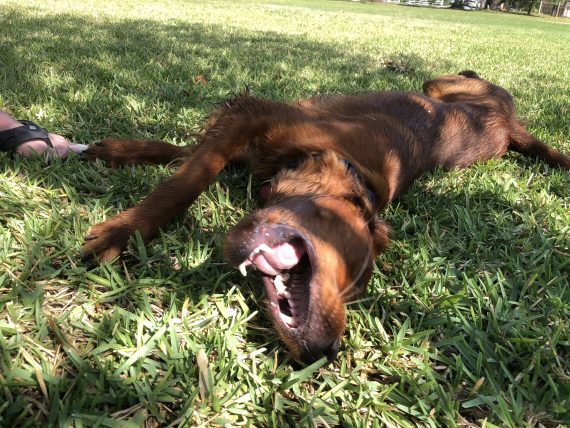 Irish Setter rolling in grass