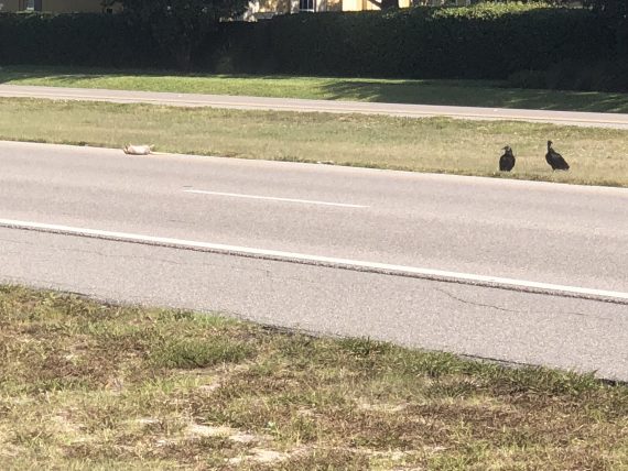 vultures near Disney