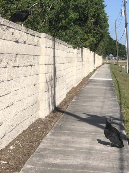 sidewalk near Disney