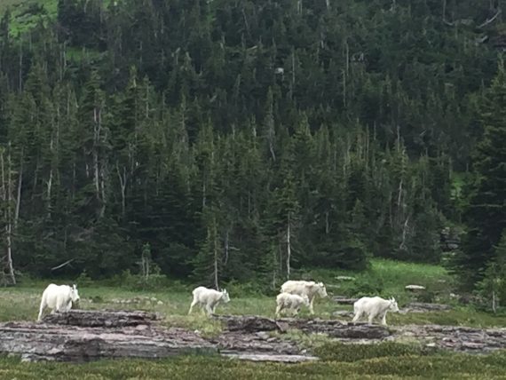 Glacier Mountain Goats