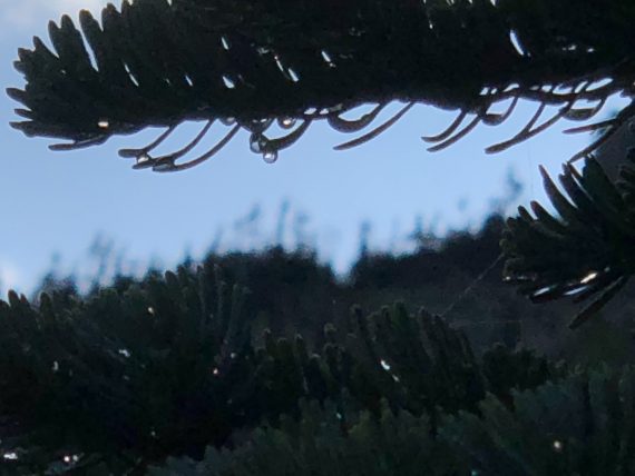 Snow melt on pine tree