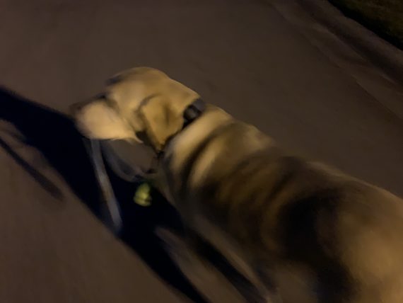 dog walks self