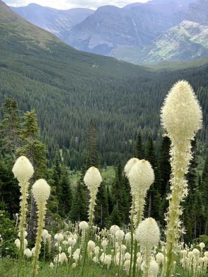 Beargrass