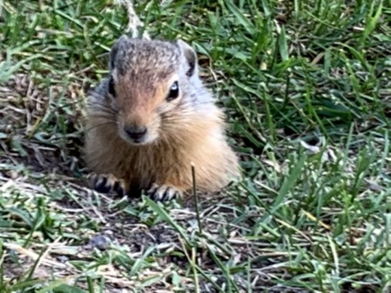 Colombian ground squirrel
