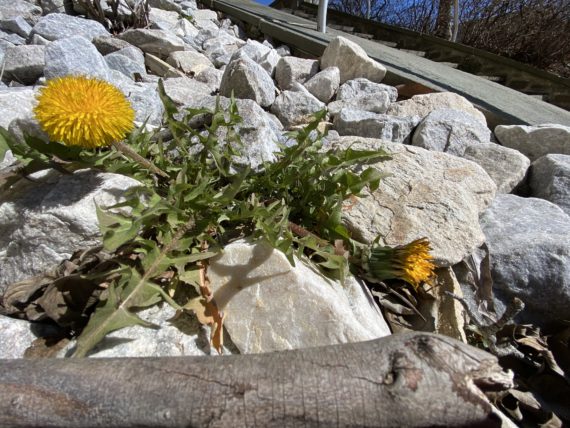Dandelion in early March