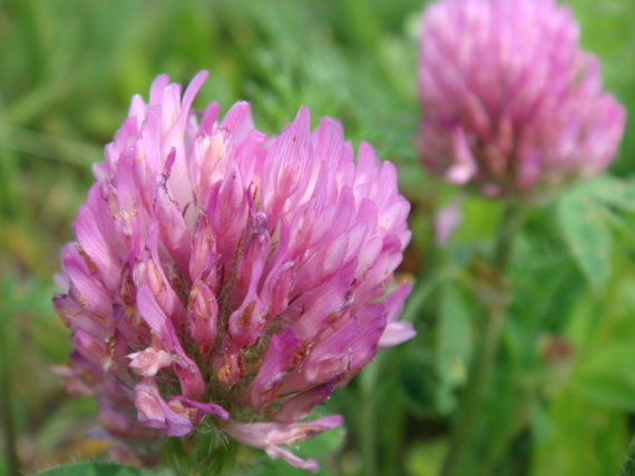 clover flower