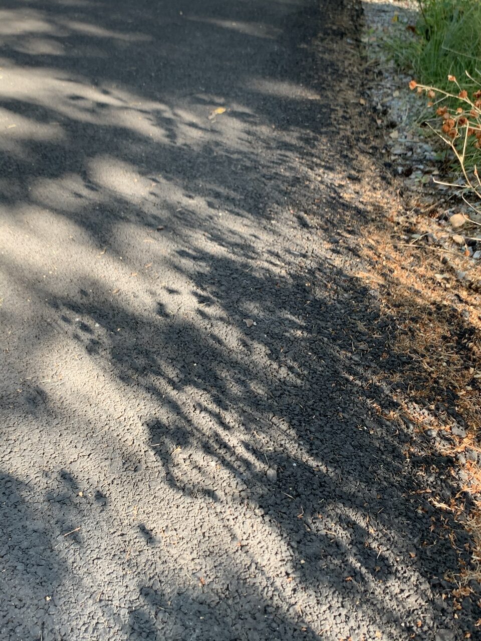 Plant shadows on road