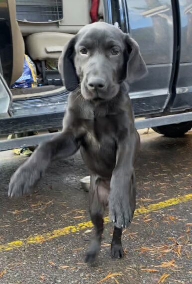 puppy