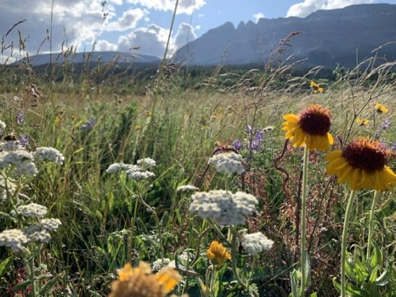 Mountain wildflowers
