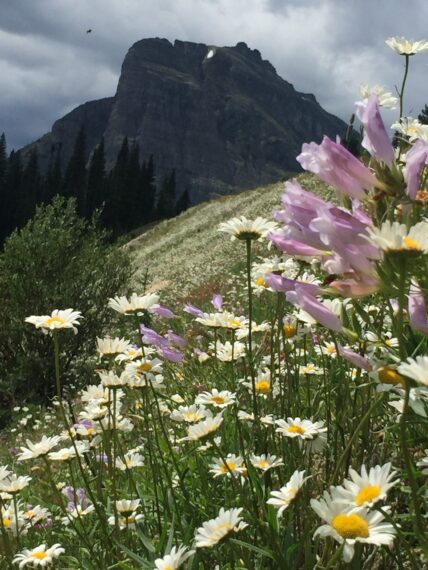 mountain wildflowers