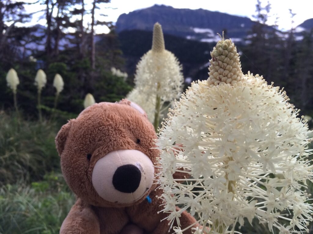 teddy bear in mountain wildflowers