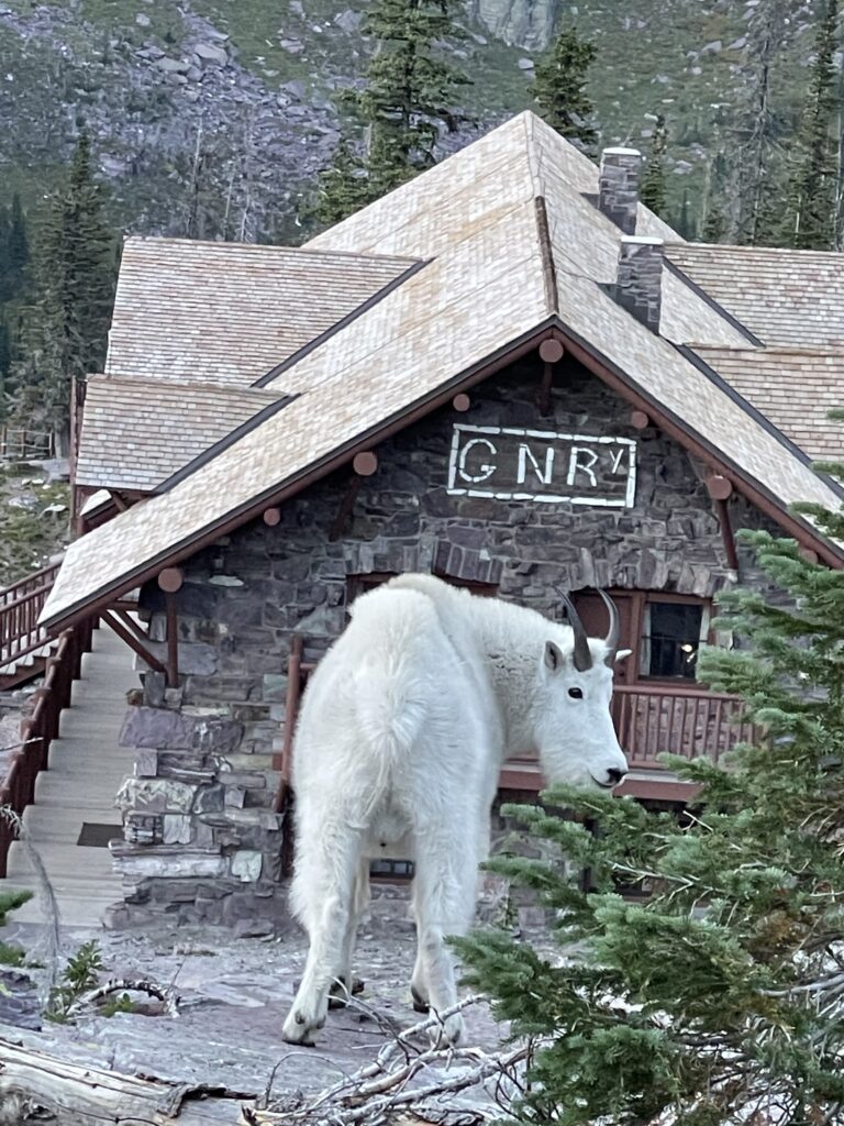 Mountain goat at chalet