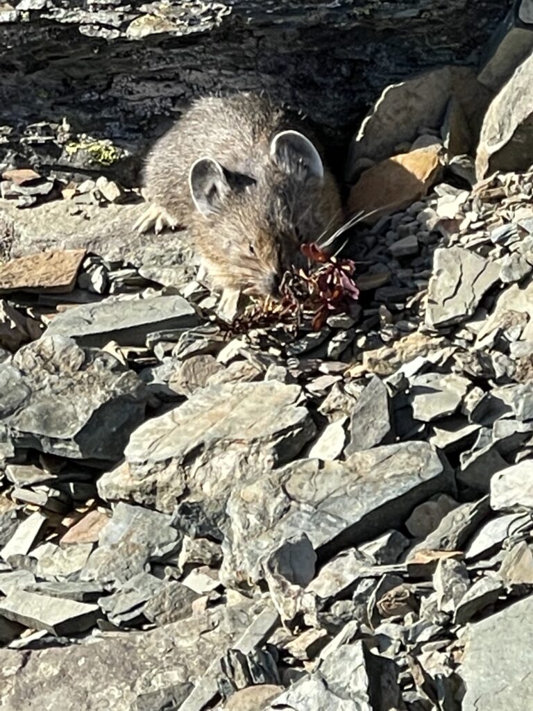 Pika