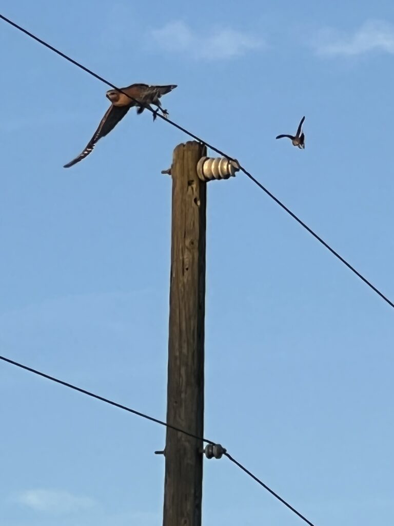 Small bird and hawk confrontation