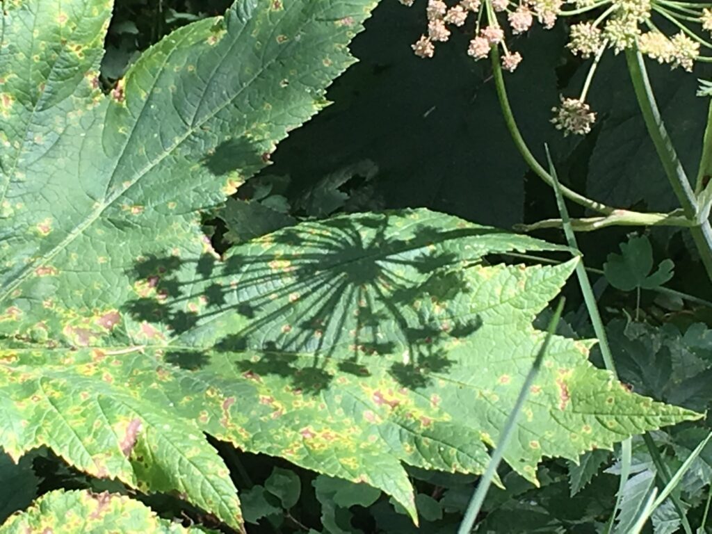 shadows on a big leaf
