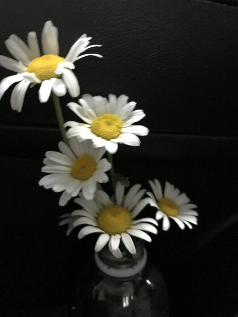 Roadside daisy in a water bottle in a rental car door pocket