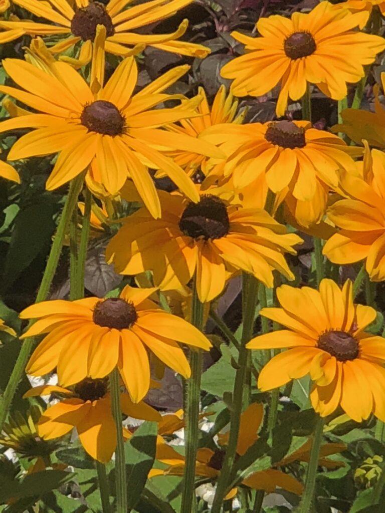 black eyed Susans
