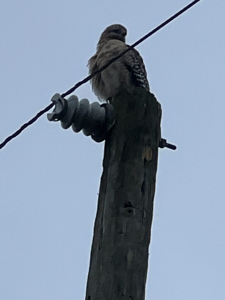 Hawk on telephone pole