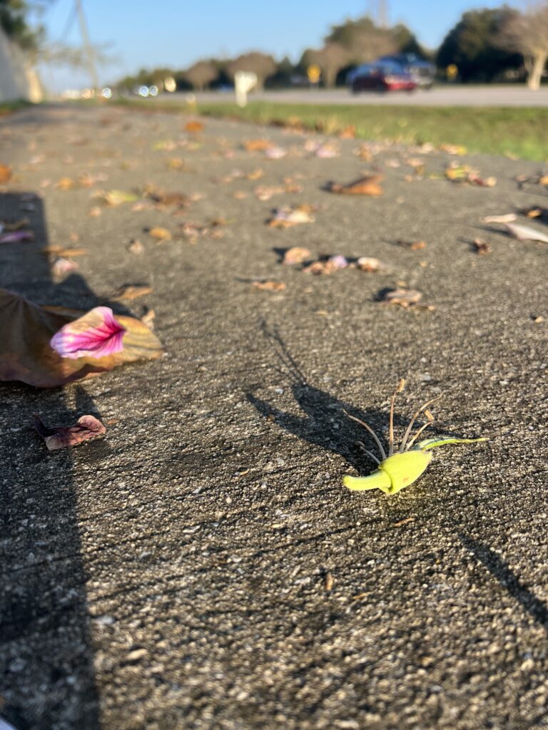 shadows from leaves on a sidewalk