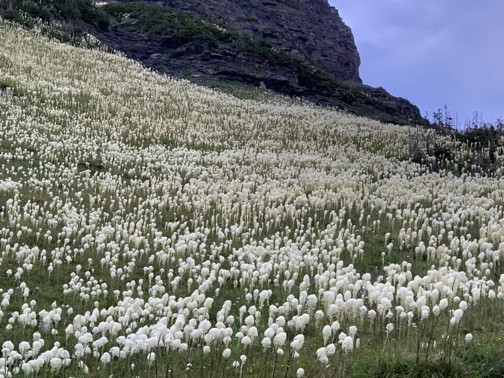 Field of Bear Grass