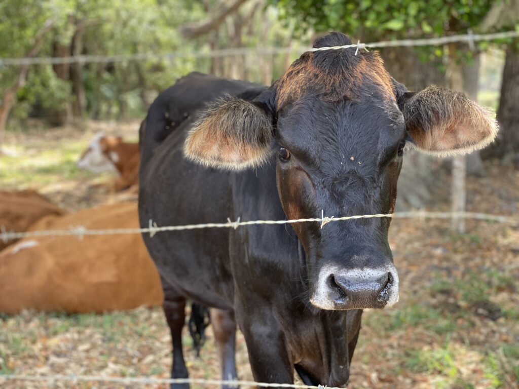 cow