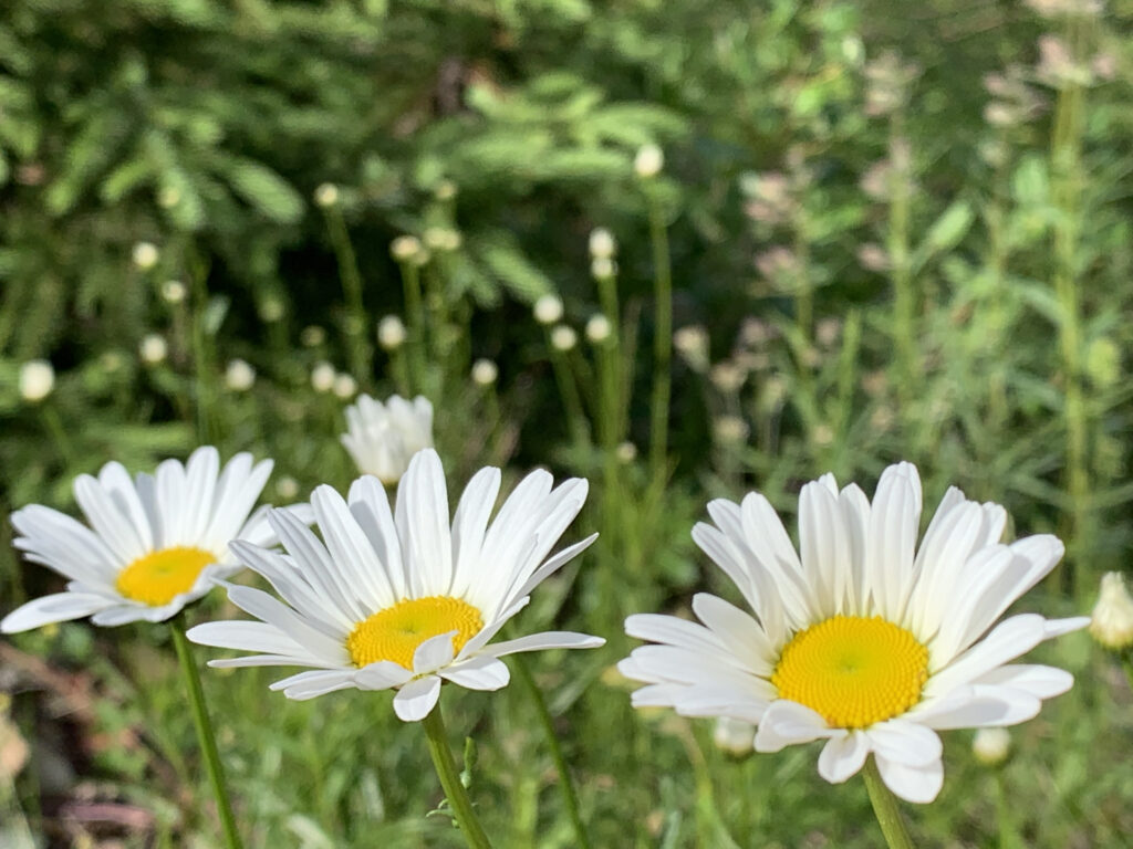 daisies
